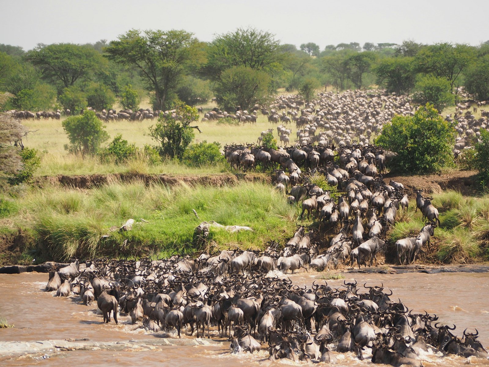Serengeti River Crossing Migration Safari (Mara River Experience)