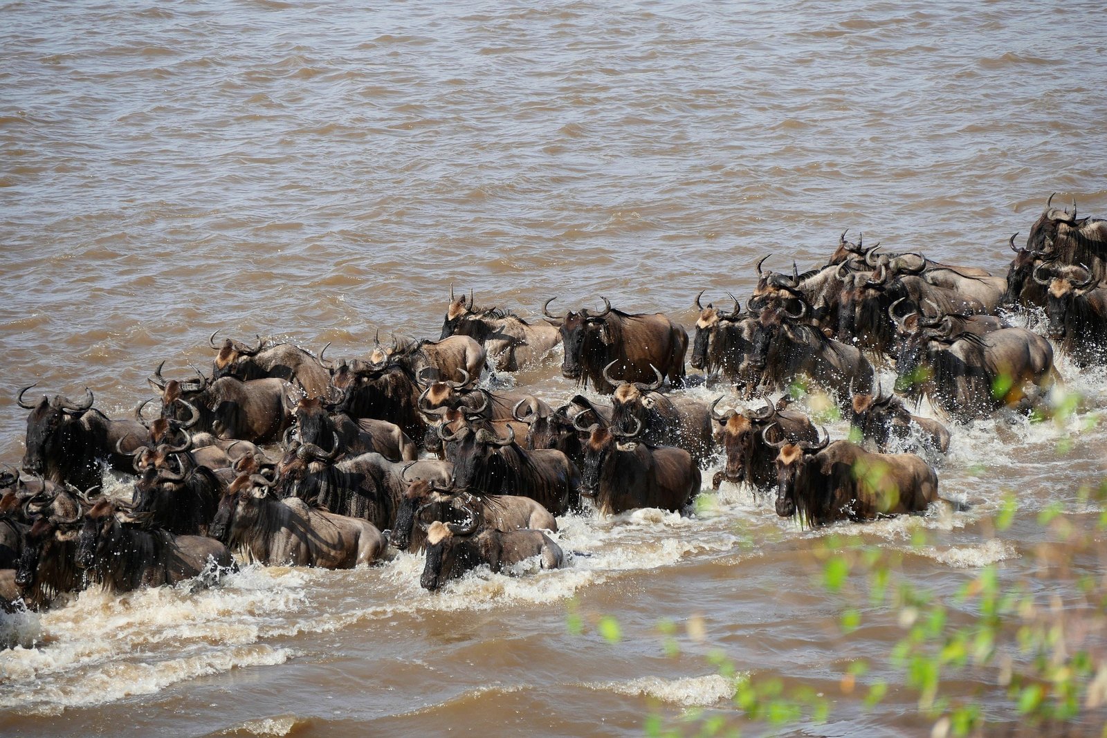 Serengeti Great Wildebeest Migration Safari