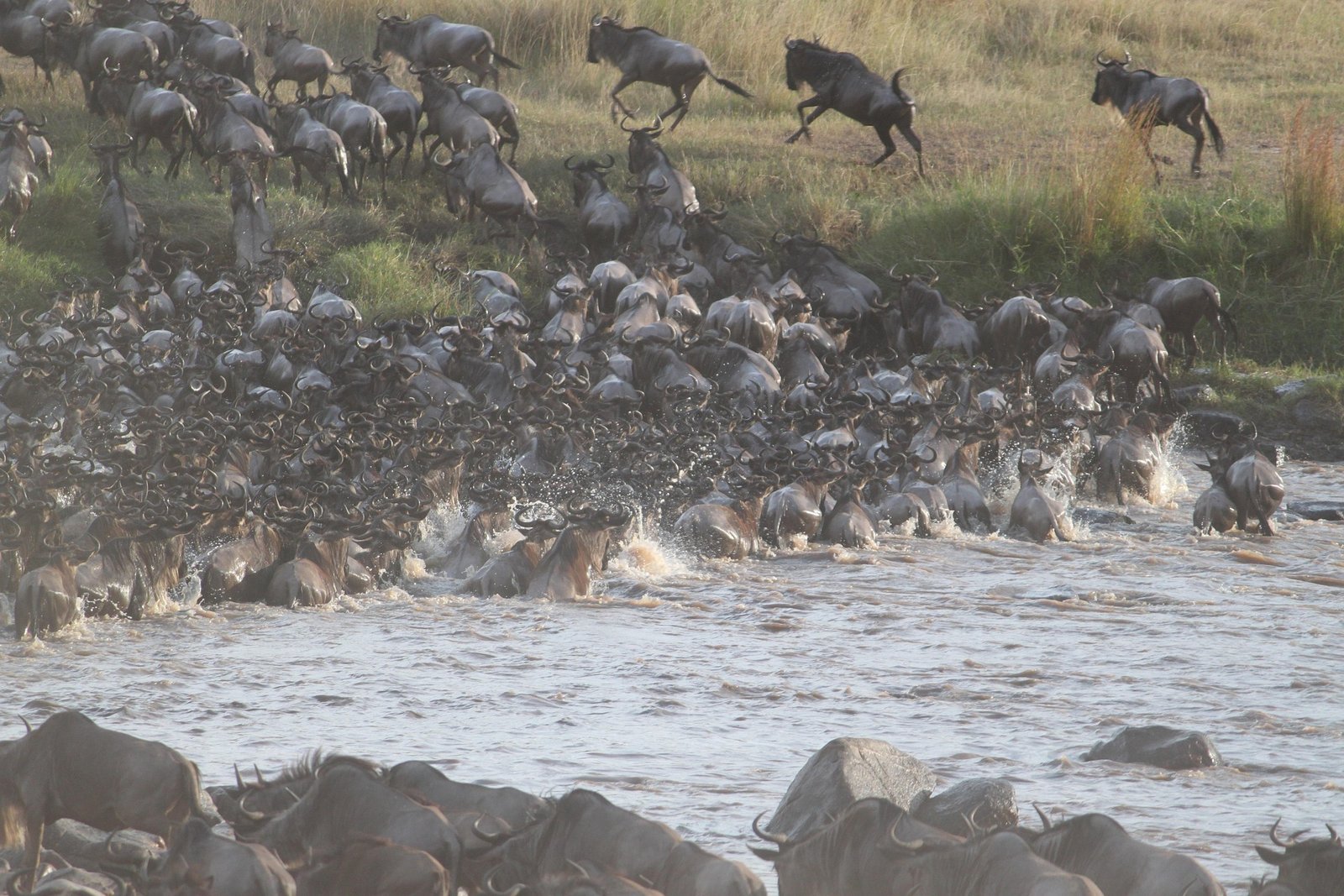 Northern Serengeti Migration Safari (July–October Season)