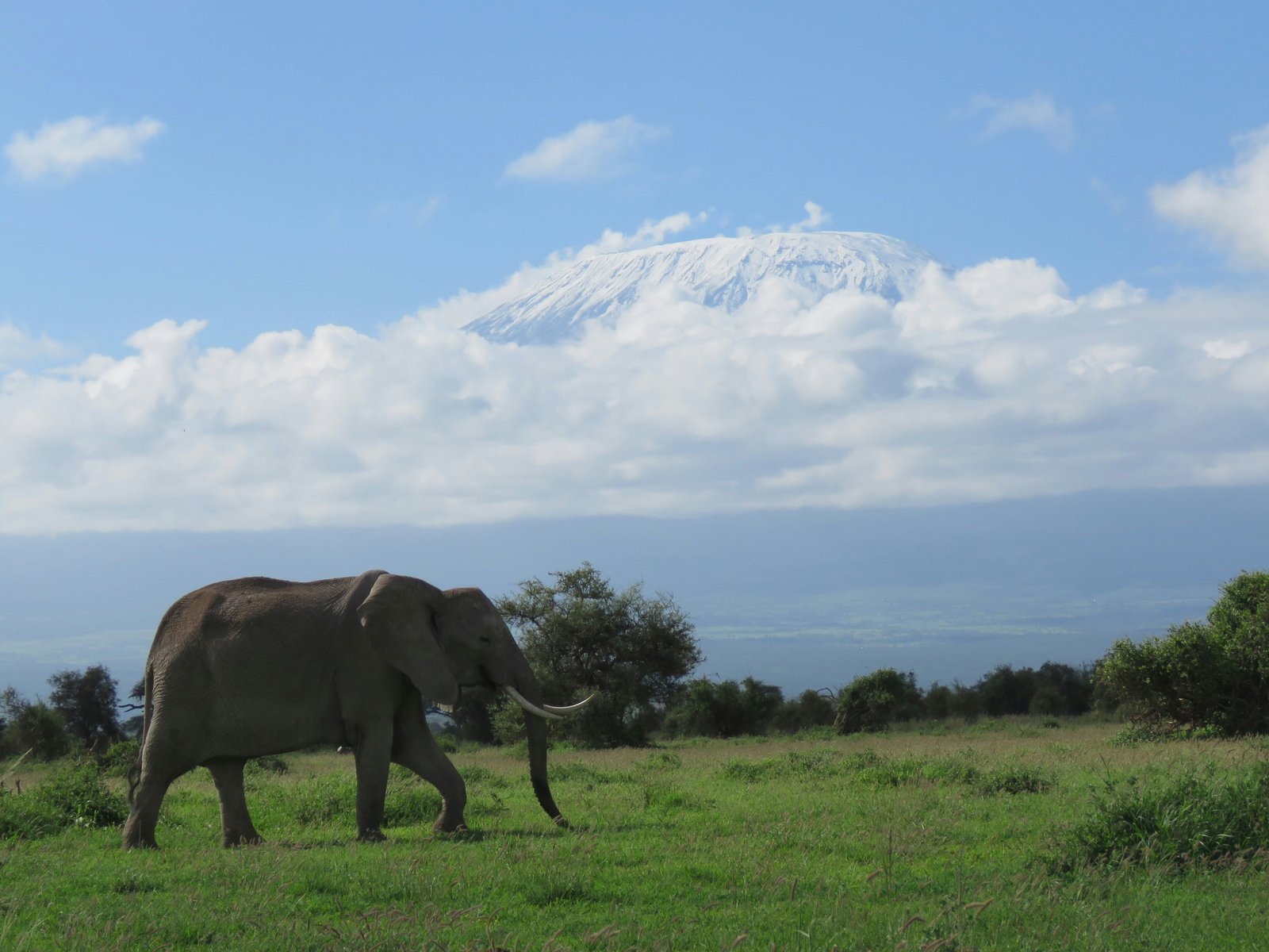 Mount Kilimanjaro Summit & Safari Package