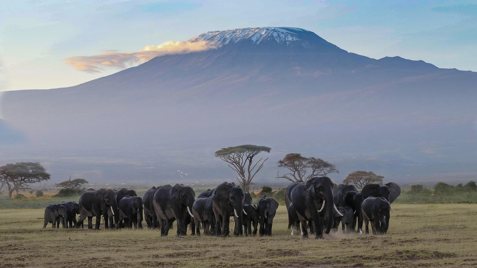 Kilimanjaro Trekking & Northern Tanzania Safari Experience