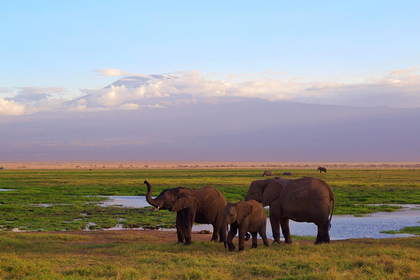 Mount Kilimanjaro Climb & Tanzania Safari Package