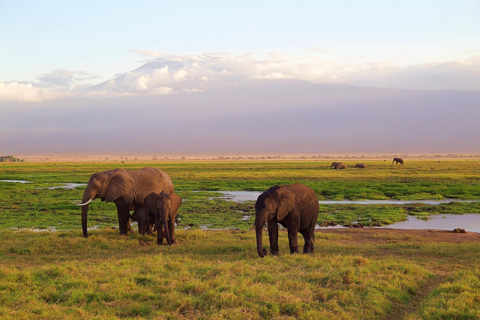 Ultimate Kilimanjaro Climb & Tanzania Safari Adventure