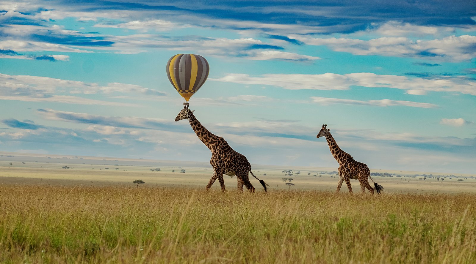 Ultra Luxury Tanzania Safari (Serengeti & Ngorongoro Fly-In)
