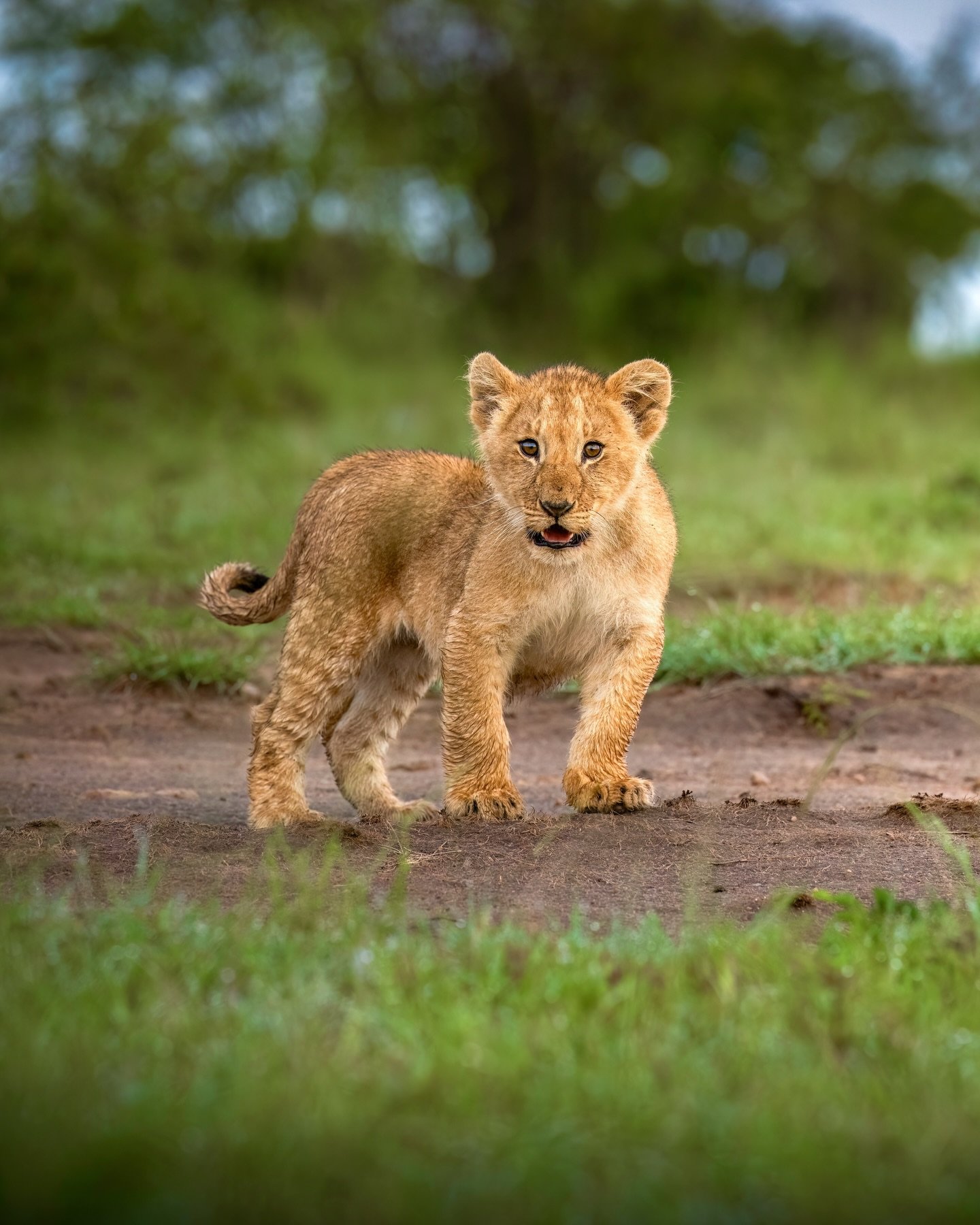 Mid-Range Tanzania Wildlife Safari Package