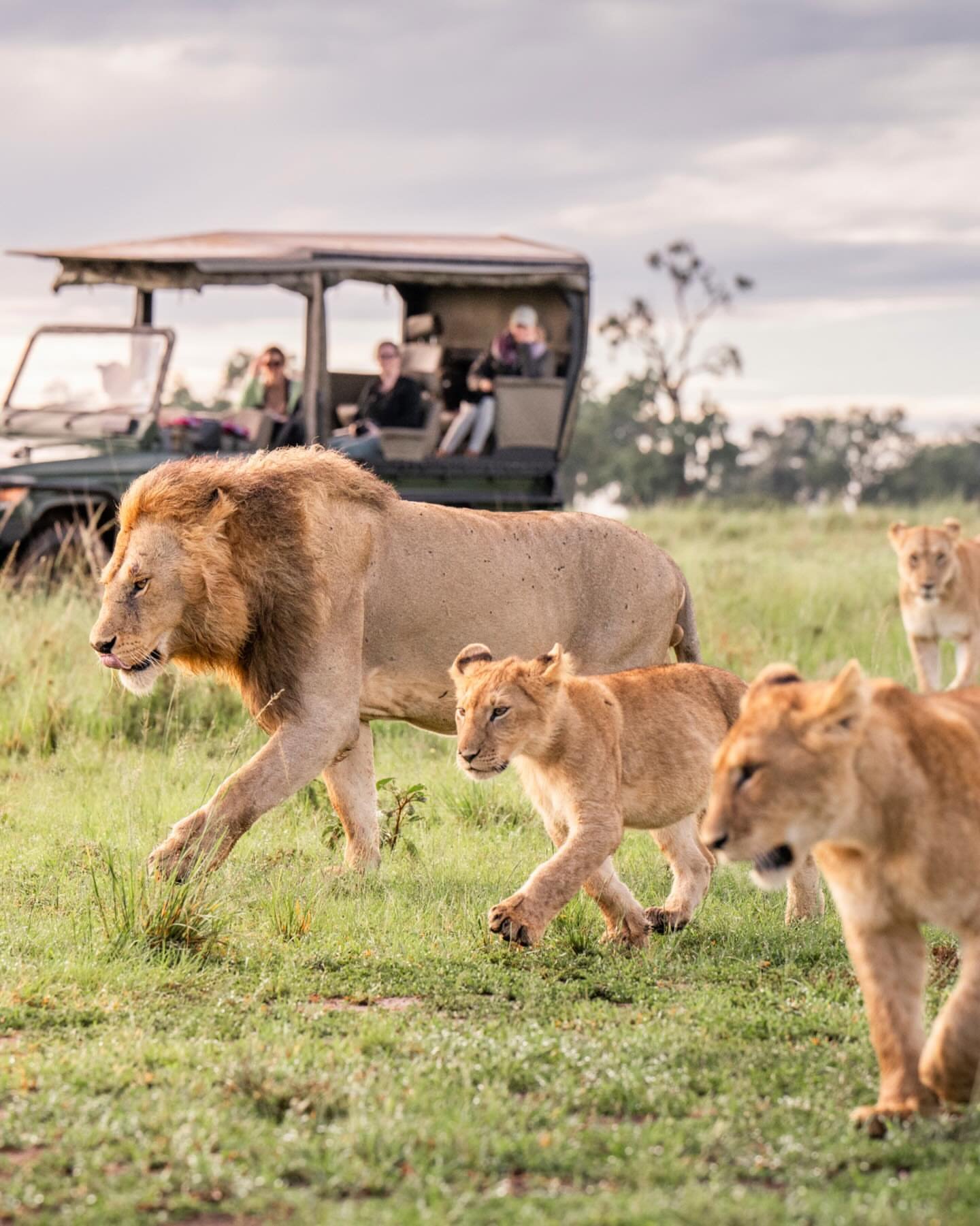 Serengeti Wildlife Safari Package