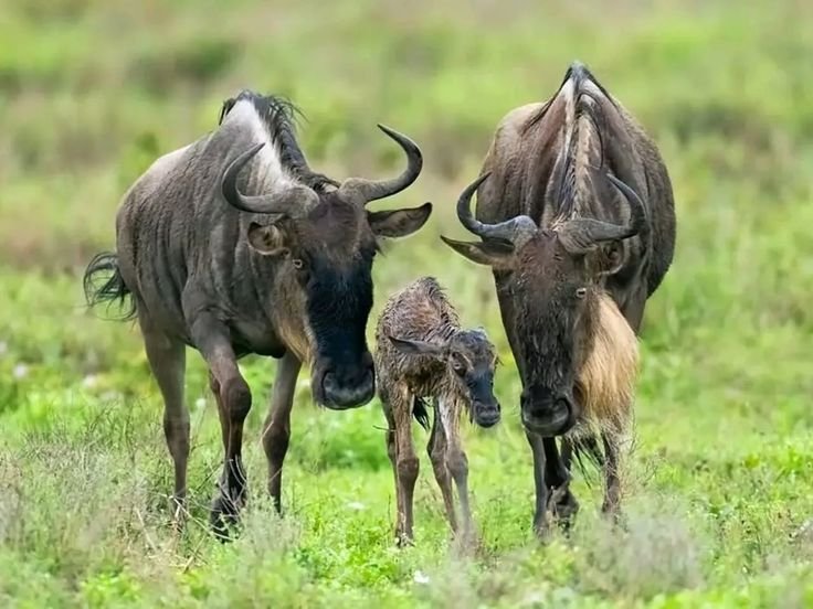Ndutu Calving Season Safari Experience (Southern Serengeti)