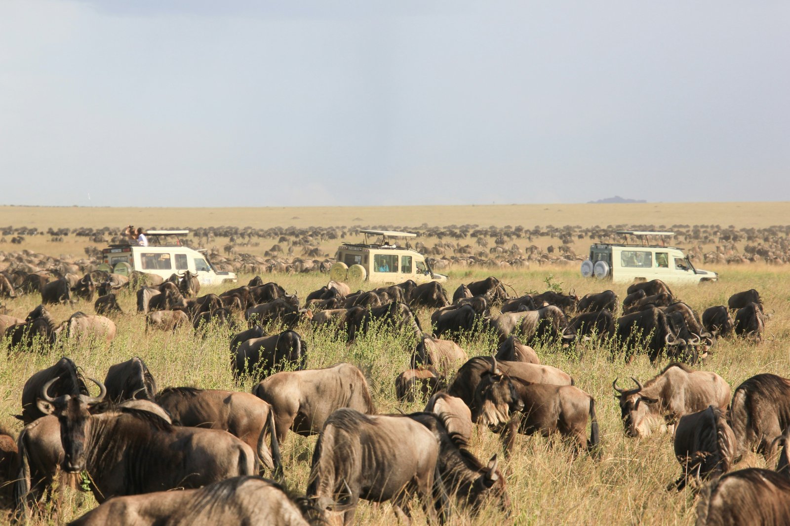 Ndutu Calving Season Safari Experience (Southern Serengeti)