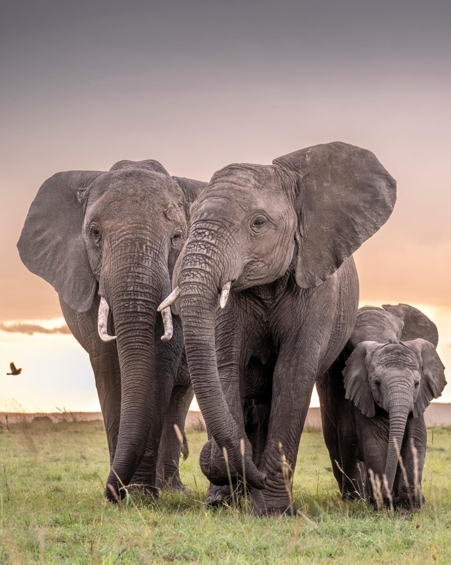 Northern Tanzania Express Safari