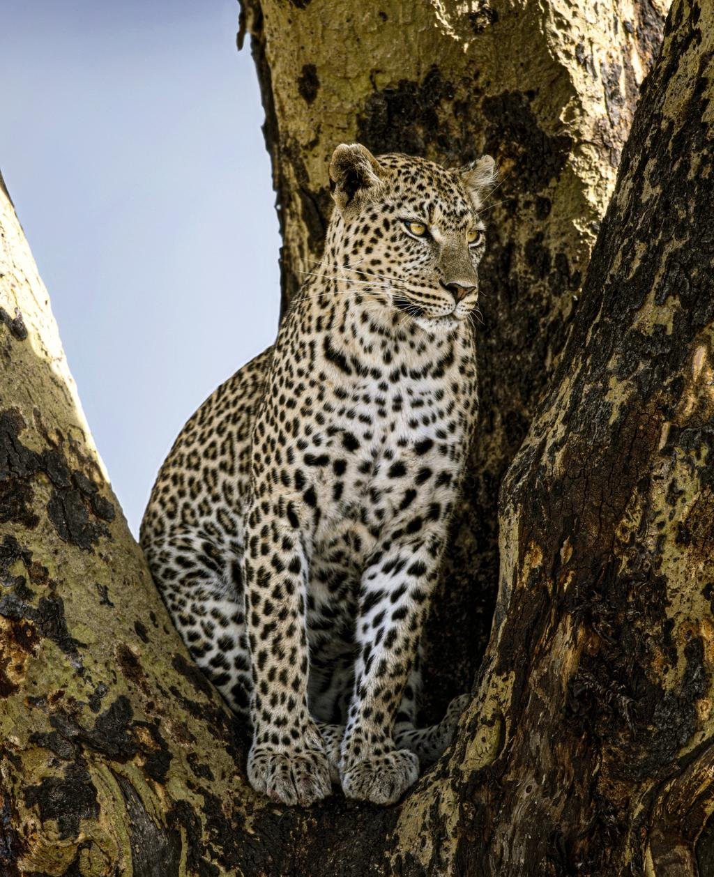 A gentle serval cat with its distinctive spotted coat and large ears, resting on a wooden platform at a sanctuary. The background is a soft green blur of acacia trees. The focus is sharp on the animal's striking features, conveying a sense of conservation and respect for wildlife in a serene environment.