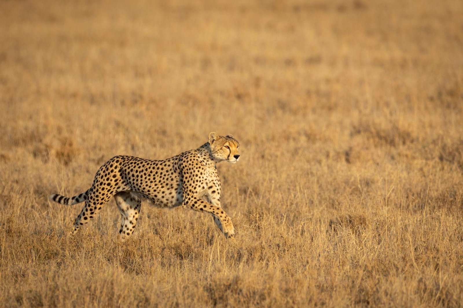 A stunning action shot of a leopard jumping from a high acacia branch. The dappled sunlight filter through the leaves, hitting the leopard's spotted coat. The image is captured with a shallow depth of field, making the predator stand out sharply against the lush green background of the Serengeti.