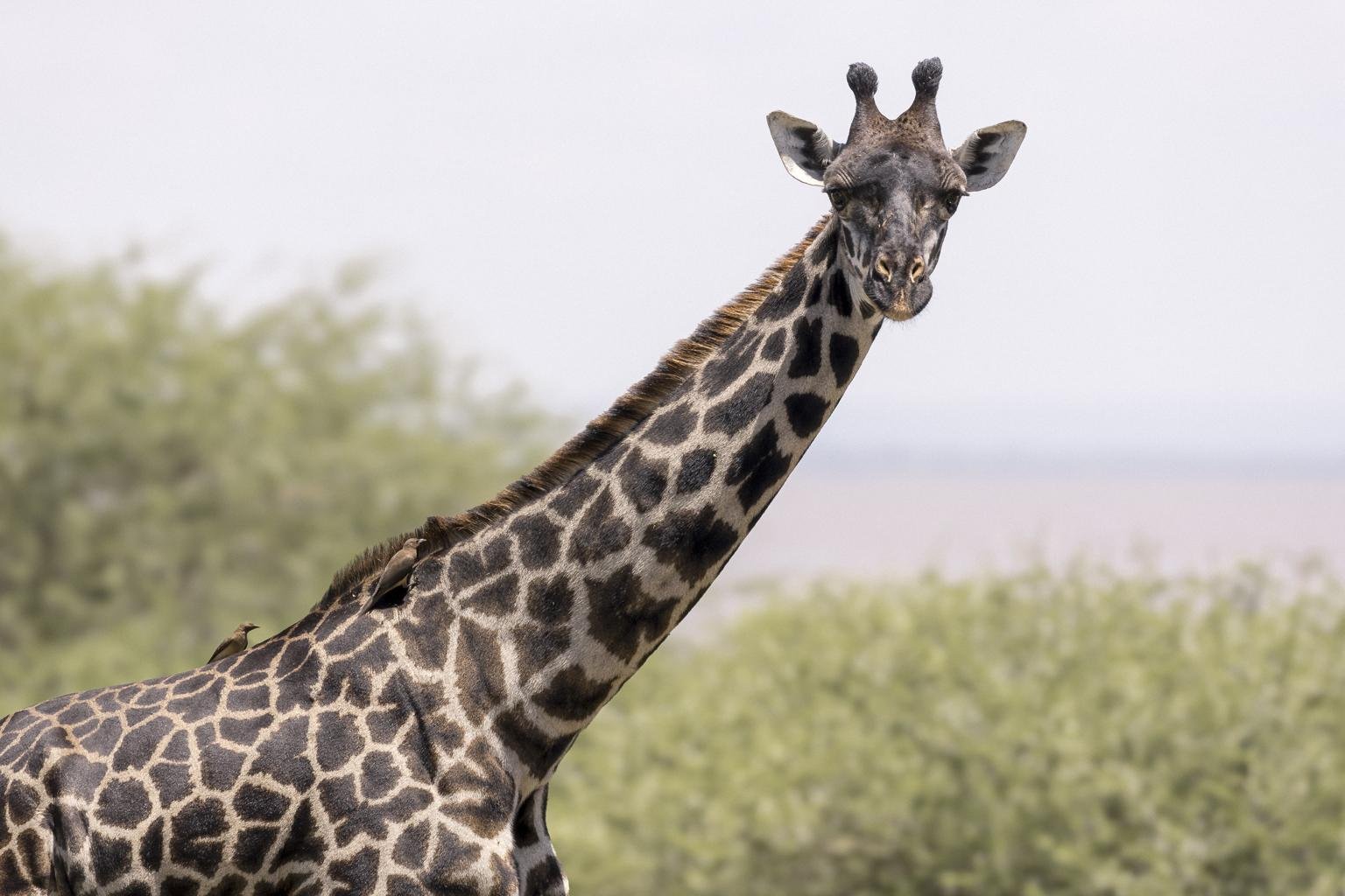 Arusha National Park scene 2