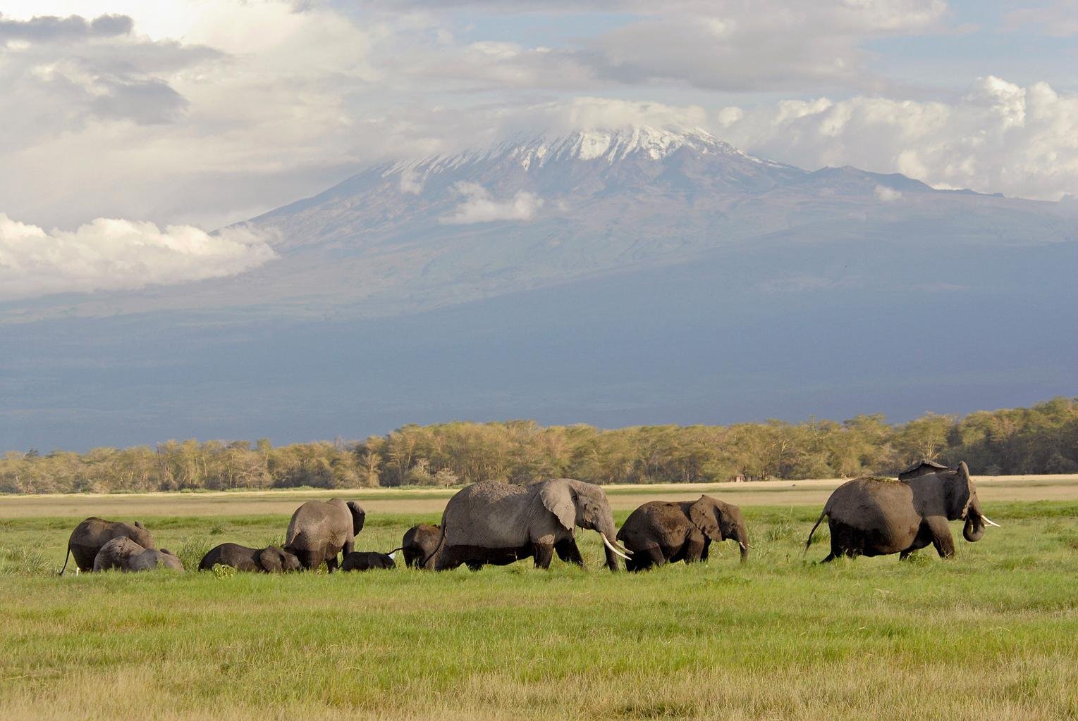 A breathtaking cinematic wide-angle shot of Mount Kilimanjaro at dawn. The snow-capped peaks are illuminated by a warm, golden sunrise, while the vast African savanna below is bathed in soft purples and greens. In the foreground, a single acacia tree stands silhouetted against the morning light. The mood is majestic, serene, and full of ancient wonder, perfectly capturing the luxury expedition aesthetic.