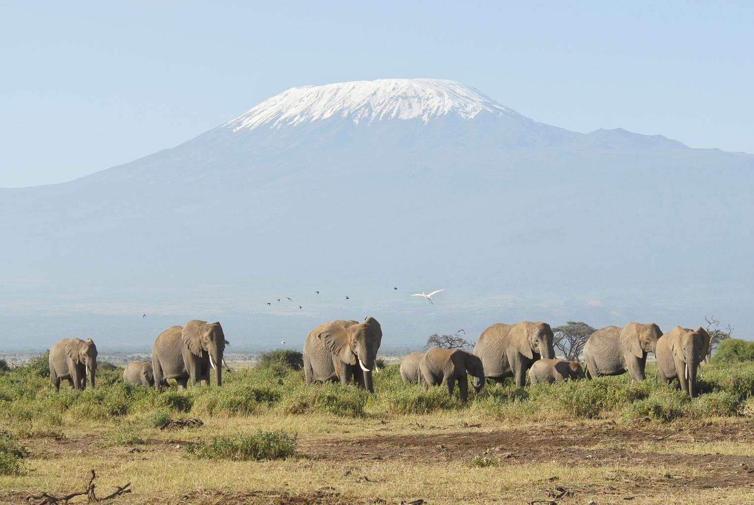 A sweeping view of hikers trekking across the lunar-like landscape of Kilimanjaro's higher slopes. The lighting is harsh yet beautiful, emphasizing the isolation and grandeur of the mountain. Dark greens and earthy tones dominate the palette.