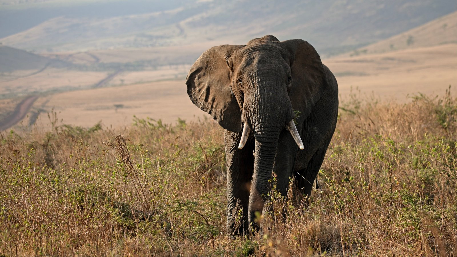Cinematic safari view 5
