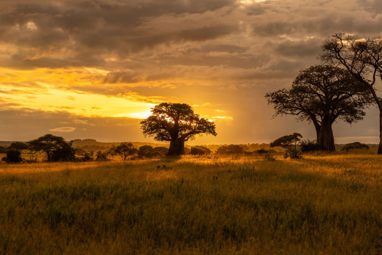 Photography safari scene