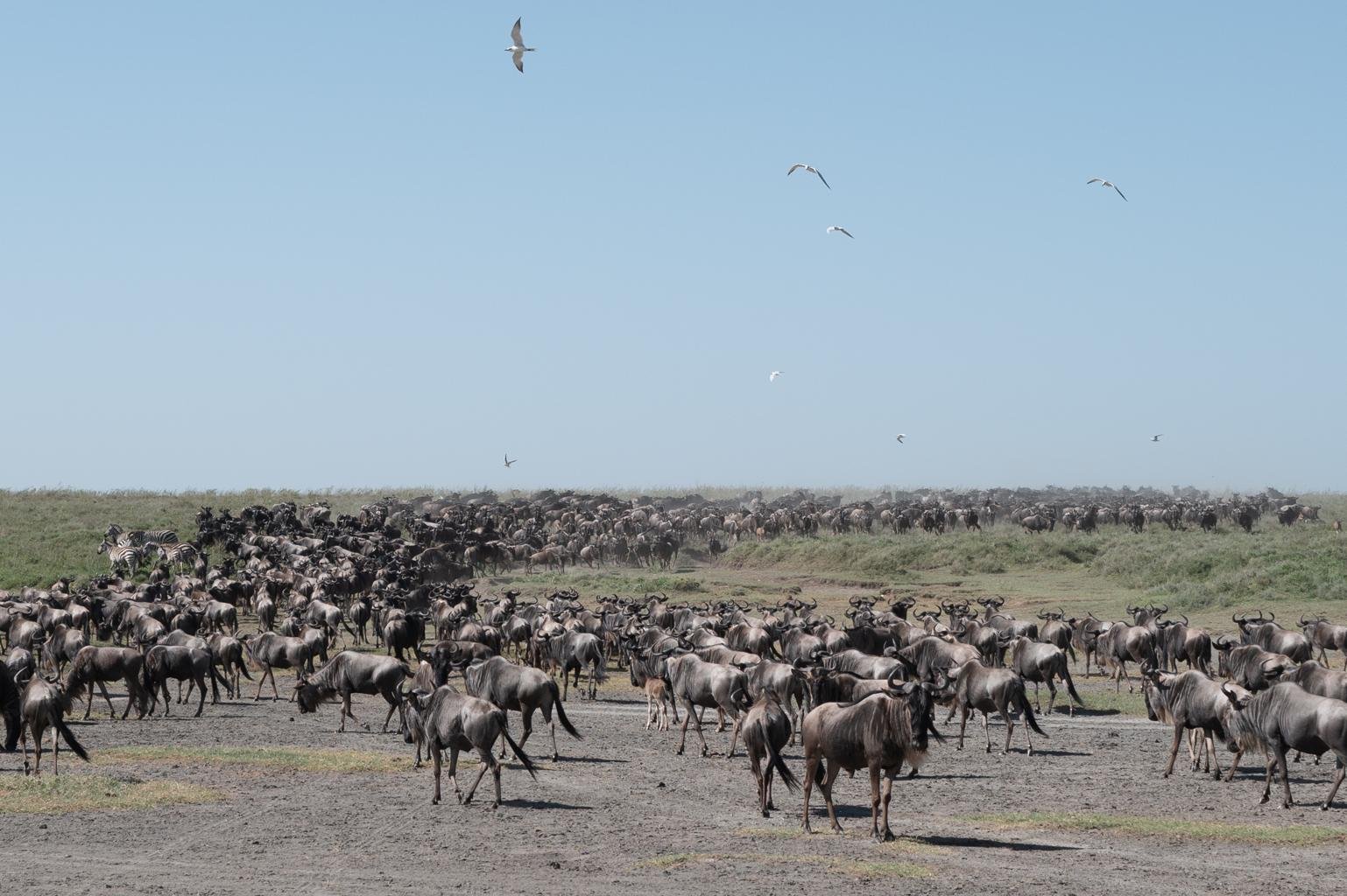 A massive herd of wildebeest crossing a river during the Great Migration. Dust clouds rise in the golden light of the late afternoon. The scene is dynamic and dramatic, capturing the raw power and scale of one of nature's greatest spectacles. Cinematic lighting and earthy tones.