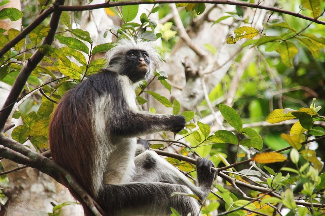 Red colobus monkey in leafy Zanzibar forest habitat